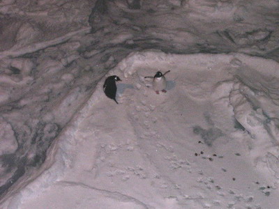pingwiny
