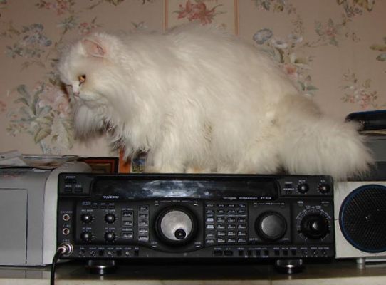 Кот и буржуйский аппарат
Коту  не  очень комфортно на буржуйском аппарате.
